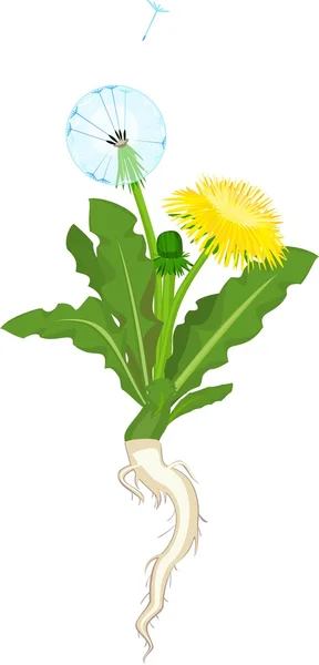Beyaz arka plan üzerinde karahindiba çiçekler — Stok Vektör