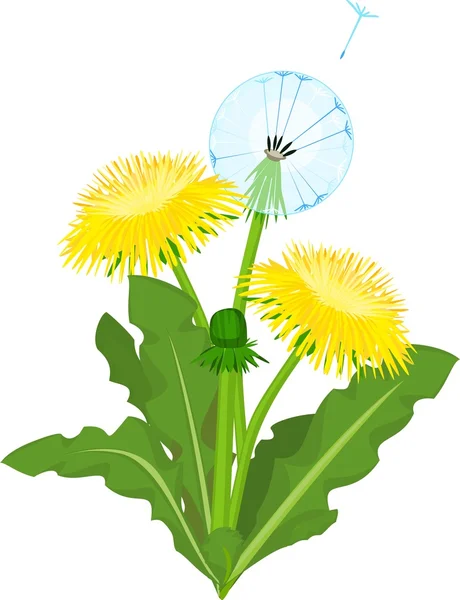 Flores de diente de león sobre fondo blanco — Vector de stock