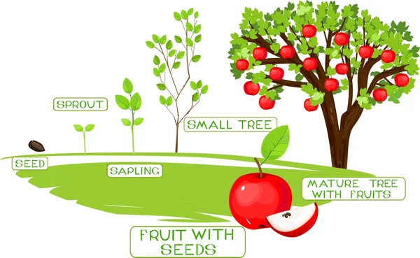 Life cycle of apple tree — Stock Vector