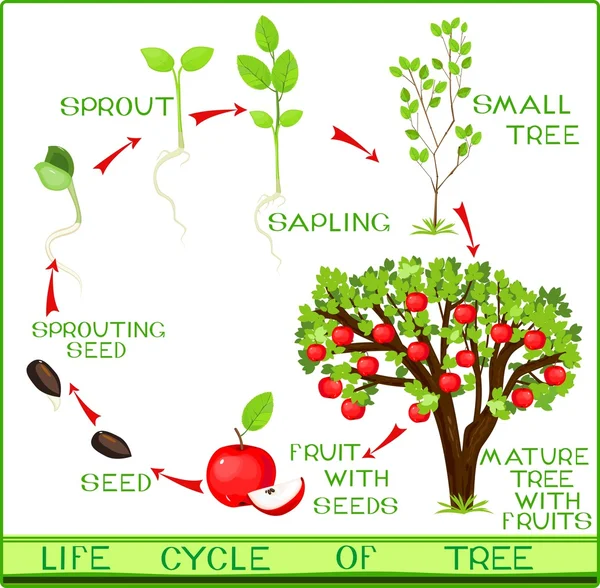 Life cycle of apple tree — Stock Vector