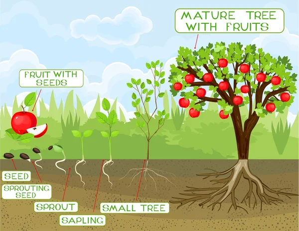 Lebenszyklus des Apfelbaums — Stockvektor