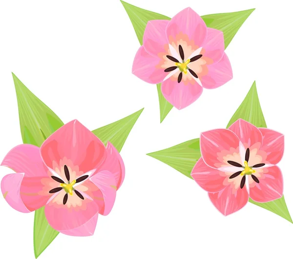 Ensemble de tulipes roses — Image vectorielle