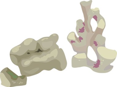 Beyaz arka plan üzerinde resif kayaları