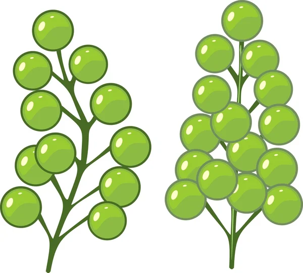 绿藻状蕨藻 lentillifera 海葡萄 — 图库矢量图片