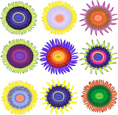 Beyaz arka plan üzerinde ayarla Zoanthus