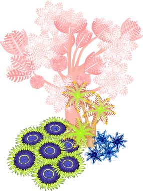 Clavularia, pompa xenia, zoanthus - yumuşak mercan