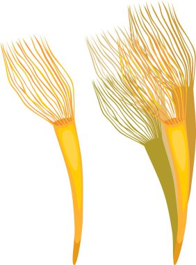 Beyaz arka planda Parazoanthus