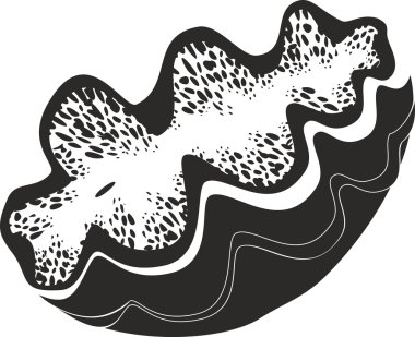 Beyaz arka planda Tridacna