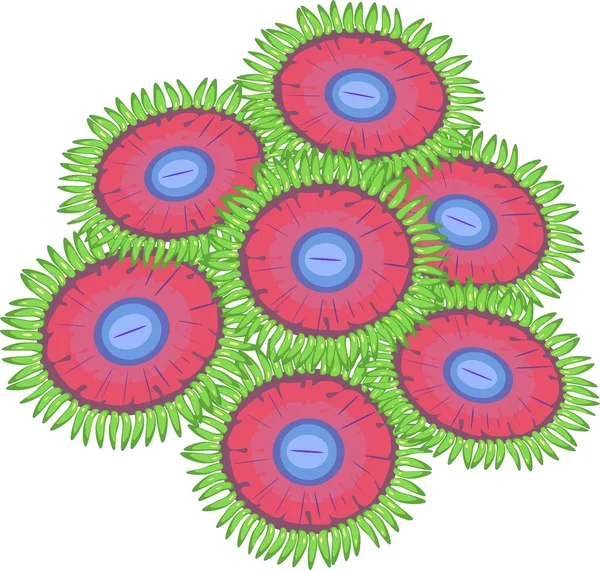 白い背景の Zoanthus — ストックベクタ