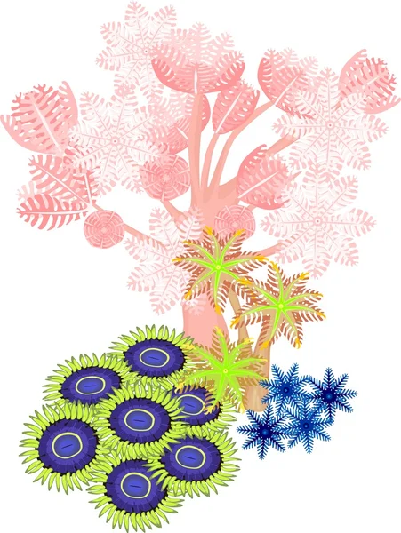 Clavularia ปั๊มไซเนีย zoanthus ปะการังอ่อน — ภาพเวกเตอร์สต็อก