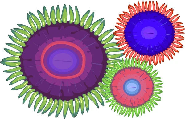 3 multi-barevné zoanthus - měkké korály — Stockový vektor
