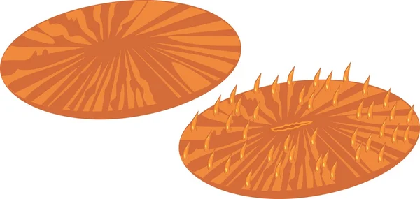 Fungia naranja sobre fondo blanco — Vector de stock