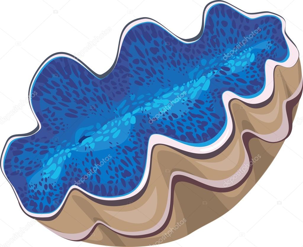 Blue color Tridacna on white background