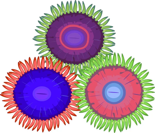 3 つのマルチカラー zoanthus - ソフトコーラル — ストックベクタ