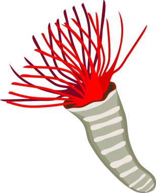 feather duster worm clipart