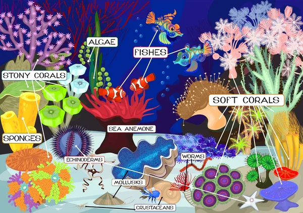 与软、 硬珊瑚的珊瑚礁。生态系统 免版税图库矢量图片