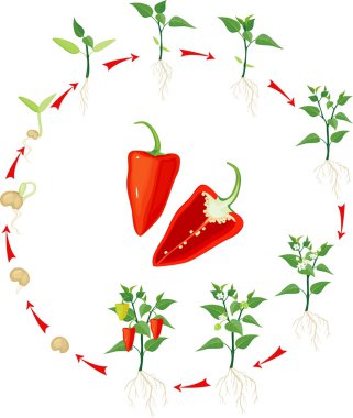 Pepper growing stage clipart