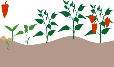 Sahne büyüyen biber