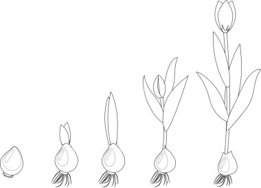 Tulip growth stage. Coloring clipart