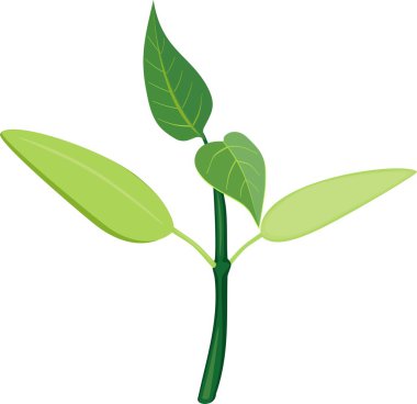  beyaz zemin üzerine genç bitki