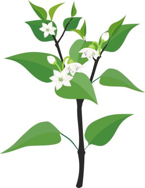 biber çiçekli bitki