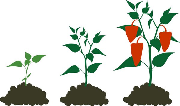 Стадия выращивания перца
