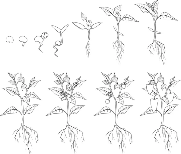 Etapa de crecimiento de pimienta. Colorear — Archivo Imágenes Vectoriales