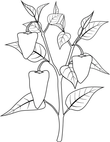 Coloring page with pepper on plant — Stock Vector