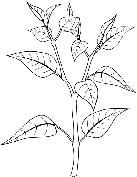 Coloriage avec plante — Image vectorielle