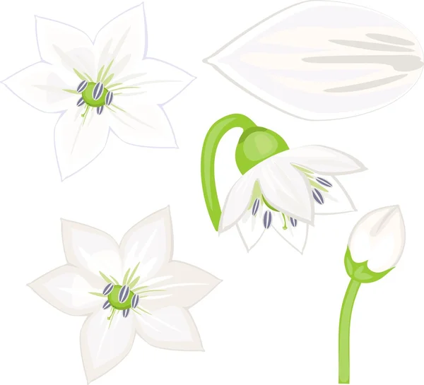 Перцовые цветы — стоковый вектор
