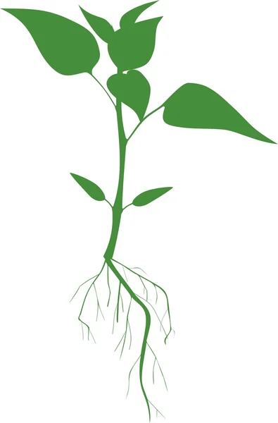 植物的剪影 — 图库矢量图片