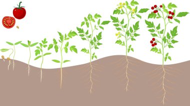 Kiraz domates büyüyen sahne