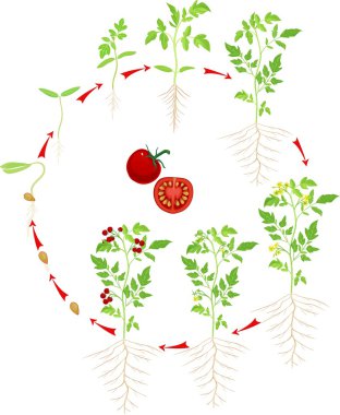 Kiraz domates büyüyen sahne