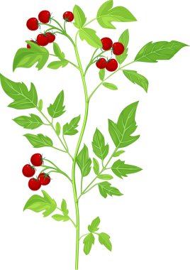 kiraz domates bitki üzerinde