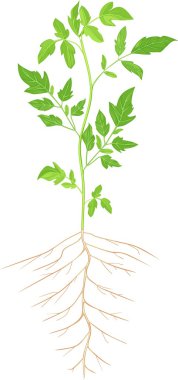 Beyaz arkaplanda domates bitkisi