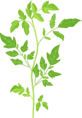 Beyaz arkaplanda domates bitkisi