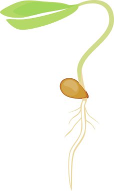 küçük yeşil Filiz 