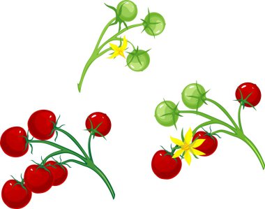 Kiraz domates ve asma domatese çiçek