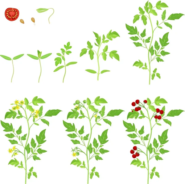 Стадия выращивания помидоров Черри — стоковый вектор