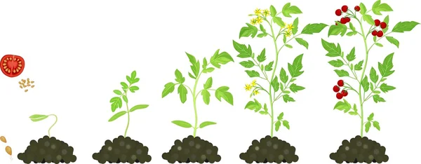 Anbaustufe von Kirschtomaten — Stockvektor