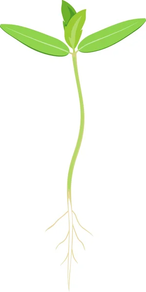 Малая зелёная капуста — стоковый вектор