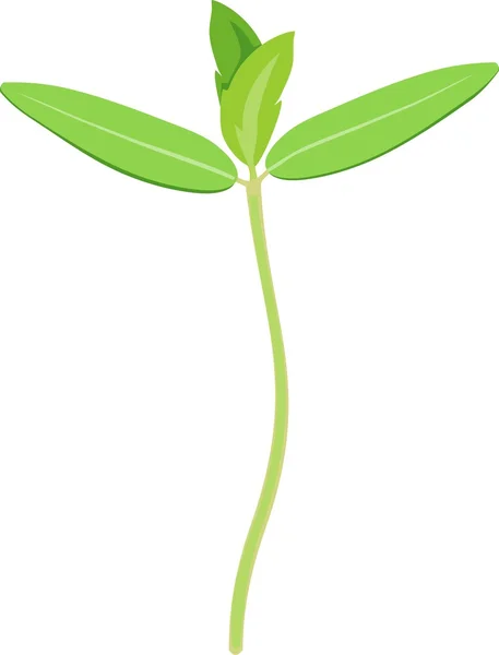 小さな緑の芽 — ストックベクタ