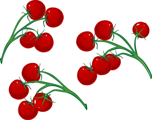 Tomates cereja na videira —  Vetores de Stock