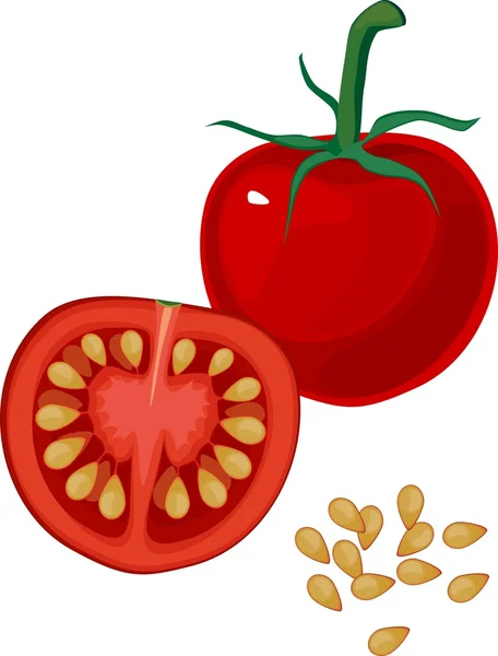 Tomate rojo cereza — Vector de stock