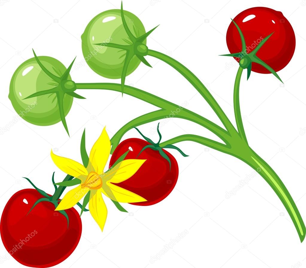 Cherry tomatoes and flower tomato on the vine — Stock Vector © mariaflaya 111425022