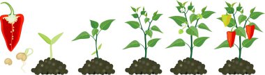 Pepper growing stage clipart