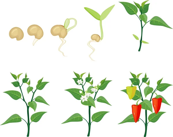 Pepper growing stage — Stock Vector