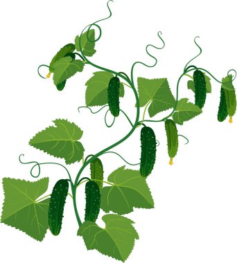 Salatalık sarmaşıklar üzerinde büyüyen