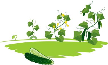 Salatalık bitki büyüme döngüsü