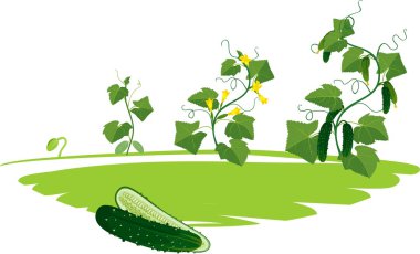 Salatalık bitki büyüme döngüsü